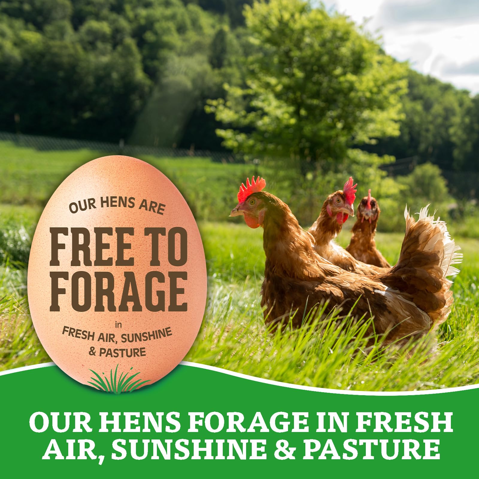 Organic Eggs Free Range Large Brown, 12 Count